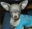 Chihuahua puppies for sale