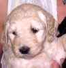 Goldendoodle puppies for sale