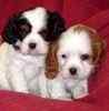 Cavalier King Charles Spaniel puppies for sale