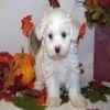 Classified ad for Maltese puppy
