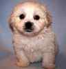 Maltipoo puppies for sale 
