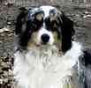 Australian Shepherd puppies