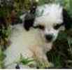 Toy Poodle puppies for sale