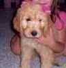 Goldendoodle puppies for sale