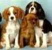 Cavalier King Charles Spaniel puppies for sale