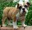 English Bulldog puppies for sale