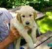 Goldendoodle puppies for sale
