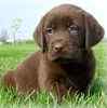 Labrador Retriever puppies for sale 