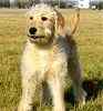 Labradoodle puppie for sale 