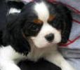 Cavalier King Charles Spaniel puppies for sale