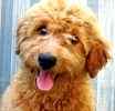 Goldendoodle puppies for sale