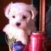 Maltese puppies for sale