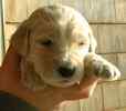 Labradoodle puppies for sale 