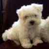 Maltese puppies for sale