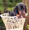 Dachshund puppies for sale 