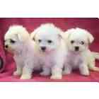 Maltese puppies