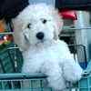 Goldendoodle puppies for sale