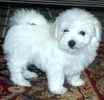 AKC Maltese pups for sale