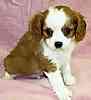 Cavalier King Charles Spaniel puppies for sale
