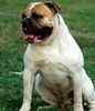 American Bulldog puppies for sale 