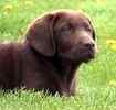 Labrador Retriever puppies for sale