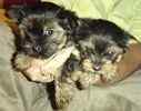Toy Poodle puppies for sale