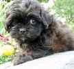 Peekapoo puppies for sale 