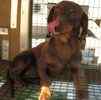 Miniature Dachshund puppies for sale