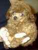 Toy Poodle puppies for sale