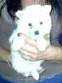 American Eskimo puppies for sale
