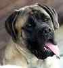 English Mastiff puppies for sale