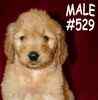 Goldendoodle puppies for sale