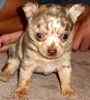 Chihuahua puppies for sale