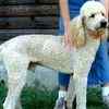 Poodle puppies for sale 
