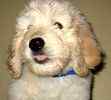 Goldendoodle puppies for sale