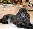 Poodle puppies for sale 