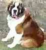 Saint Bernard puppies for sale