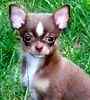 Chihuahua puppies for sale
