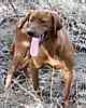 Lab puppies for sale