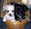 Chihuahua puppies for sale