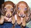 Miniature Dachshund puppies for sale