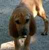 Bloodhound puppies for sale