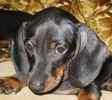 Miniature Dachshund puppies for sale