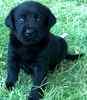 Labrador Retriever puppies for sale