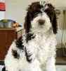 Goldendoodle puppies for sale