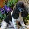 Toy Poodle puppies for sale