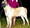 English Mastiff puppies for sale
