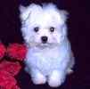 Maltese pups for sale