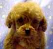 Toy Poodle puppies for sale 