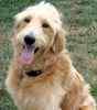 Goldendoodle puppies for sale